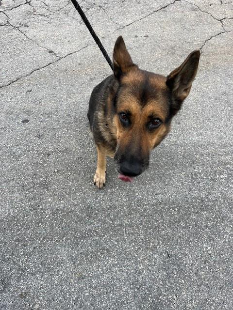 Abby - German Shepherd Dog