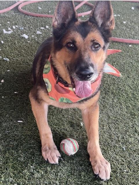 ABBY, a dog for adoption from Miami Dade Animal Services