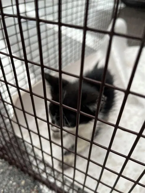 Luna - Domestic Long Hair