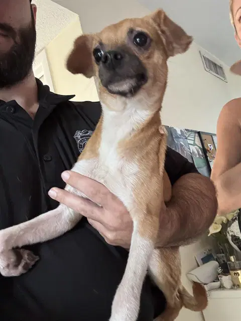 Henry - Chihuahua