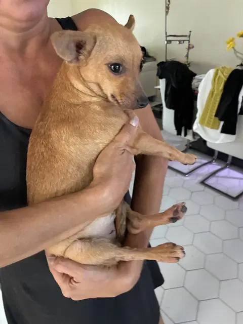 Kiki - Chihuahua