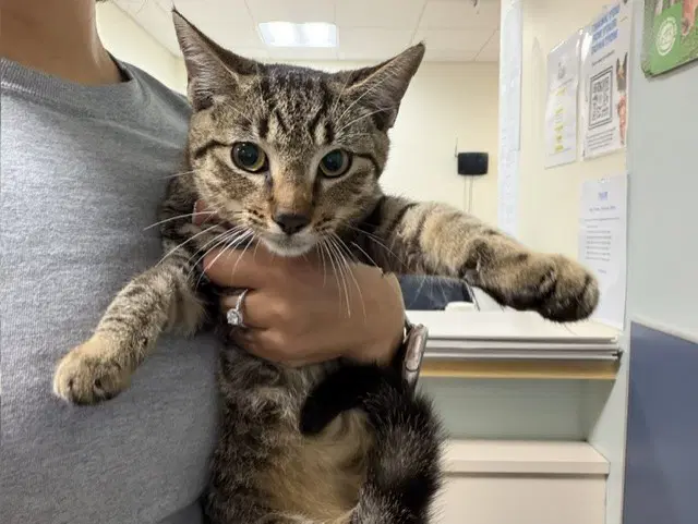 Chuchi - Domestic Short Hair