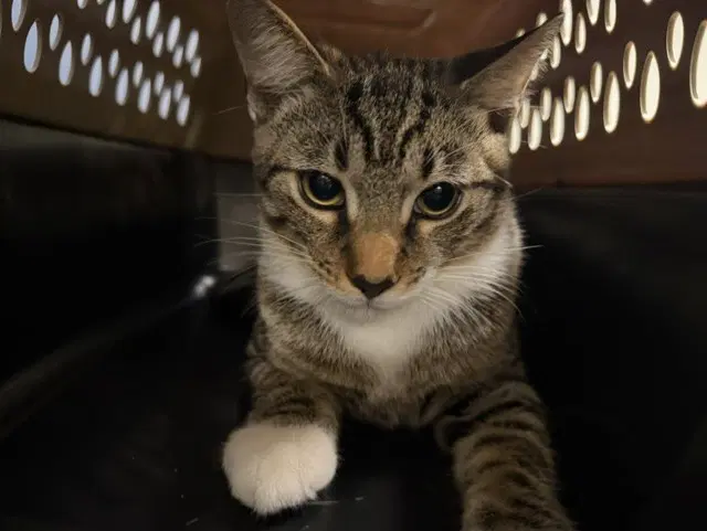 Chucho - Domestic Short Hair