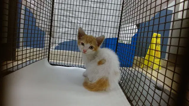 Christopher - Domestic Short Hair