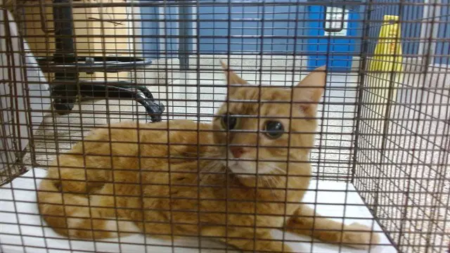 Rocky - Domestic Short Hair