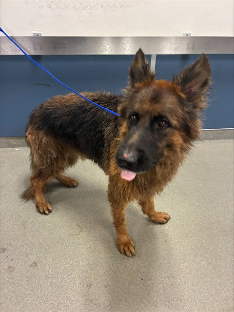 REX, a dog for adoption from Miami Dade Animal Services