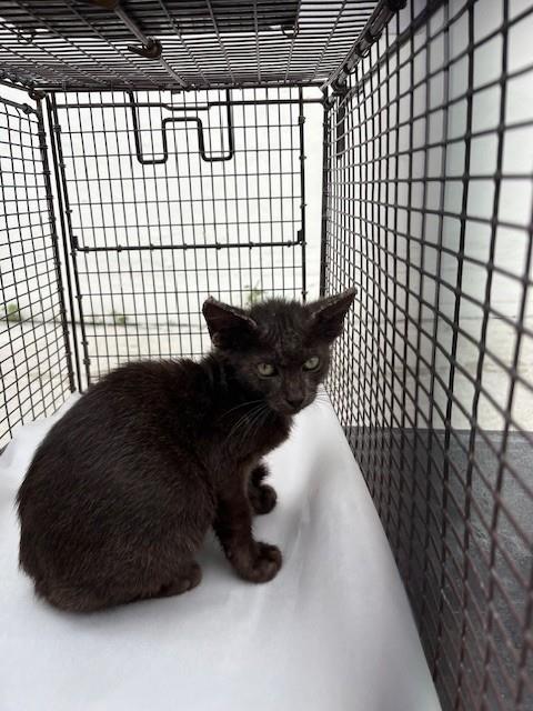 MANUELITO, a cat for adoption from Miami Dade Animal Services