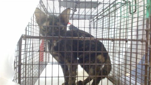 BEBE, a cat for adoption from Miami Dade Animal Services