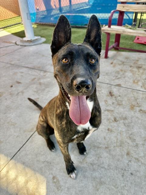 ROSA, a dog for adoption from Miami Dade Animal Services