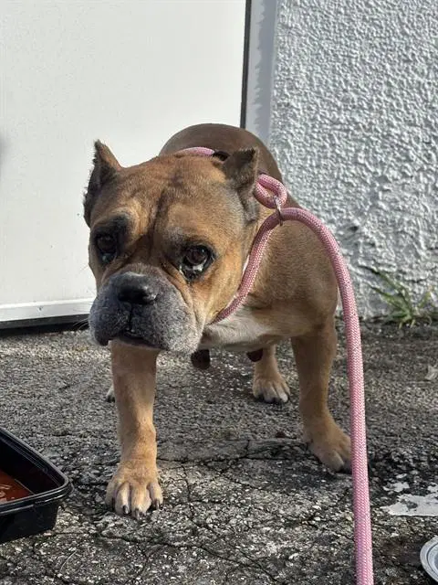 Chimi - American Bulldog
