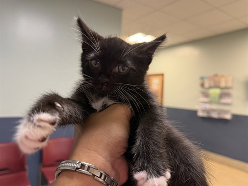 MANGO, a cat for adoption from Miami Dade Animal Services