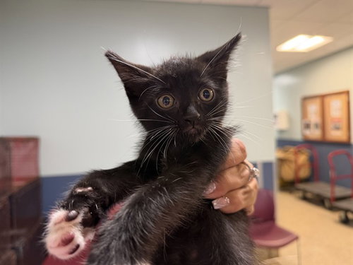 ZIPPY, a cat for adoption from Miami Dade Animal Services
