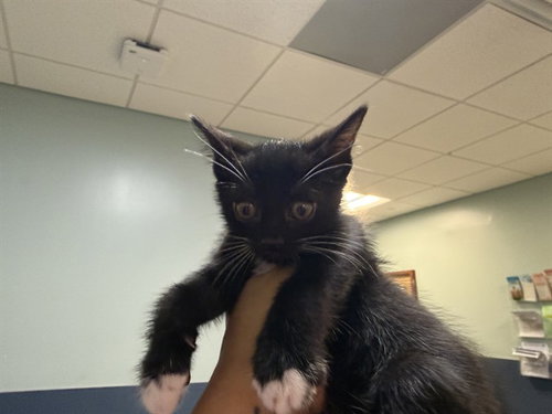 KIWI, a cat for adoption from Miami Dade Animal Services