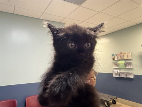 KIT KAT, a cat for adoption from Miami Dade Animal Services