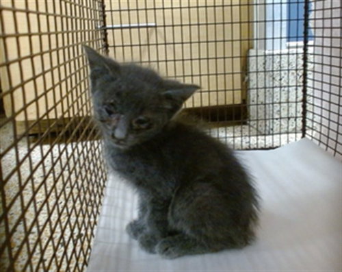 MARTY, a cat for adoption from Miami Dade Animal Services