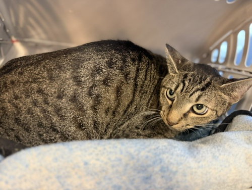 CORAL, a cat for adoption from Miami Dade Animal Services