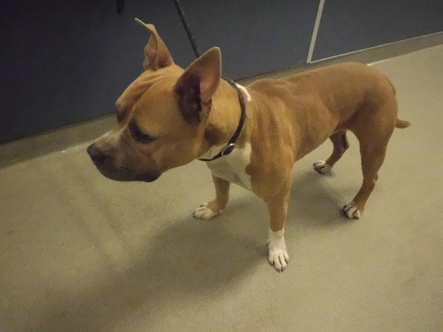 TITUS