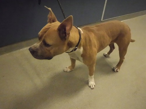 TITUS, a dog for adoption from Miami Dade Animal Services
