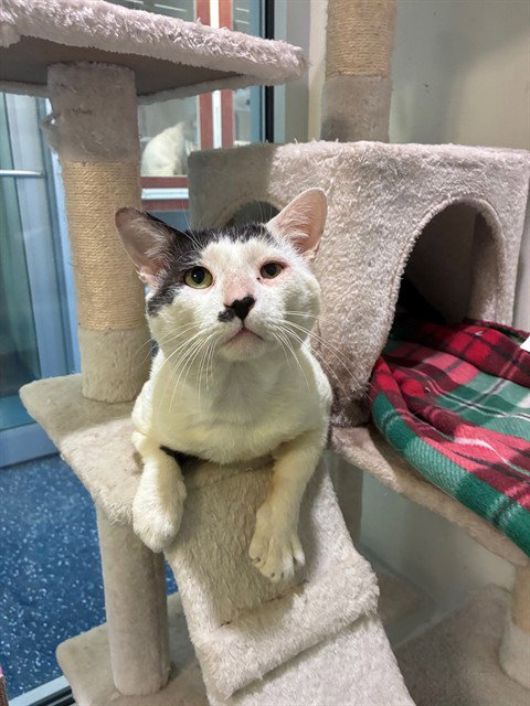 TOUPEE, a cat for adoption from Miami Dade Animal Services