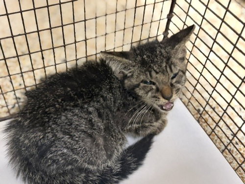 KENDAL, a cat for adoption from Miami Dade Animal Services