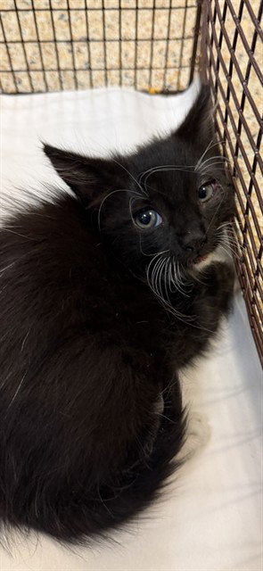 SHADOW, a cat for adoption from Miami Dade Animal Services