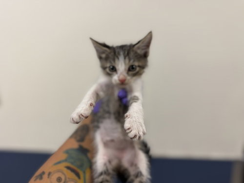 CARROT, a cat for adoption from Miami Dade Animal Services