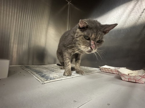 ALPHA, a cat for adoption from Miami Dade Animal Services