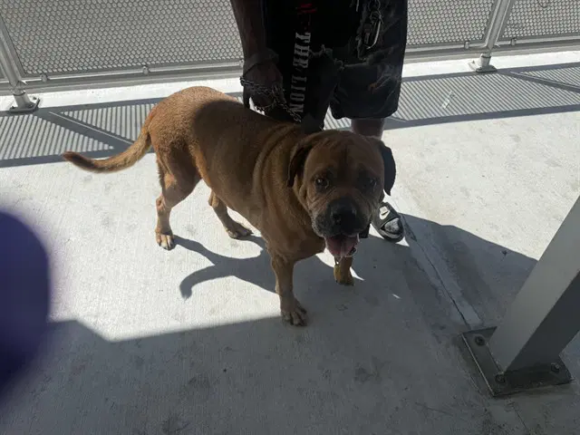King - Mastiff