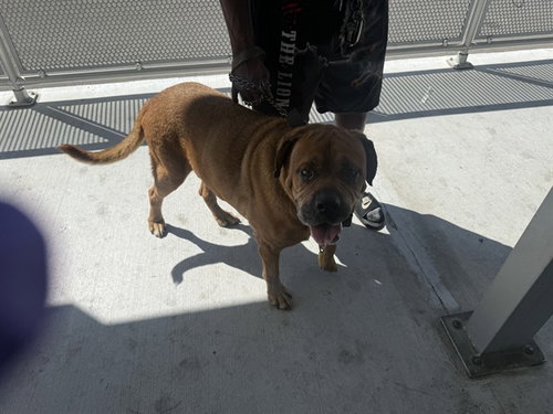 KING, a dog for adoption from Miami Dade Animal Services