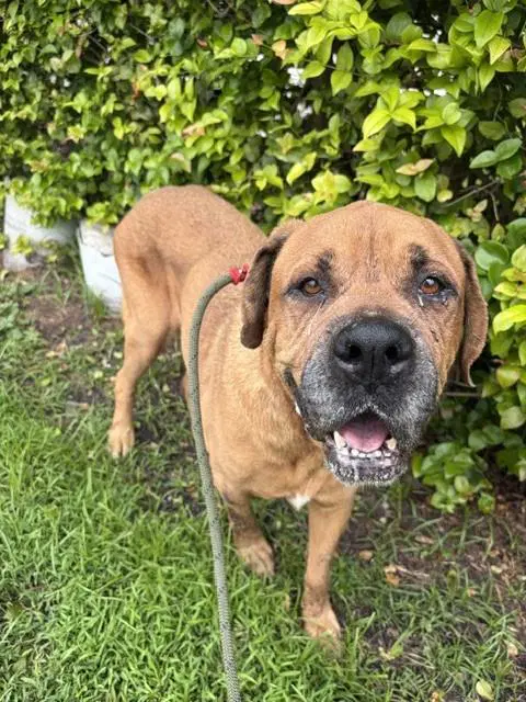 King - Mastiff