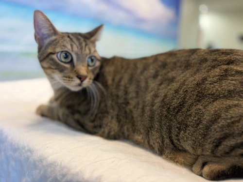 PRISILLA, a cat for adoption from Miami Dade Animal Services