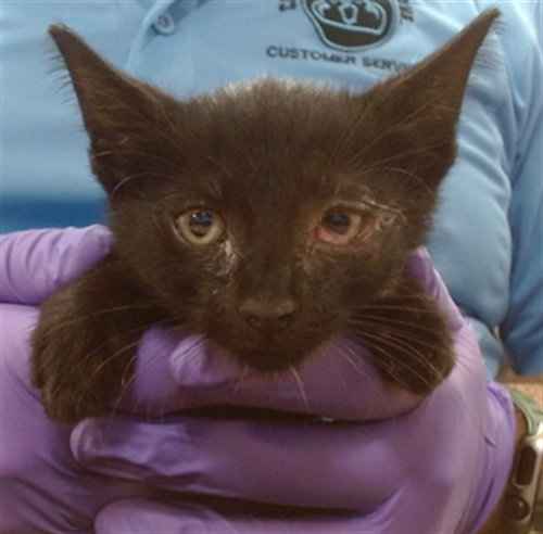 MANGO, a cat for adoption from Miami Dade Animal Services