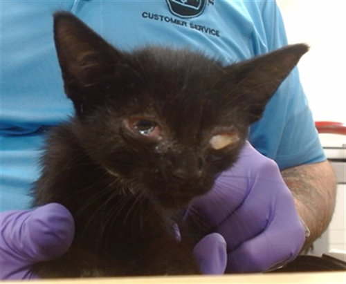 COCO, a cat for adoption from Miami Dade Animal Services