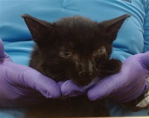 APPLE, a cat for adoption from Miami Dade Animal Services