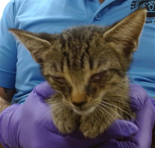 MOCHI, a cat for adoption from Miami Dade Animal Services