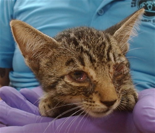 TARO, a cat for adoption from Miami Dade Animal Services