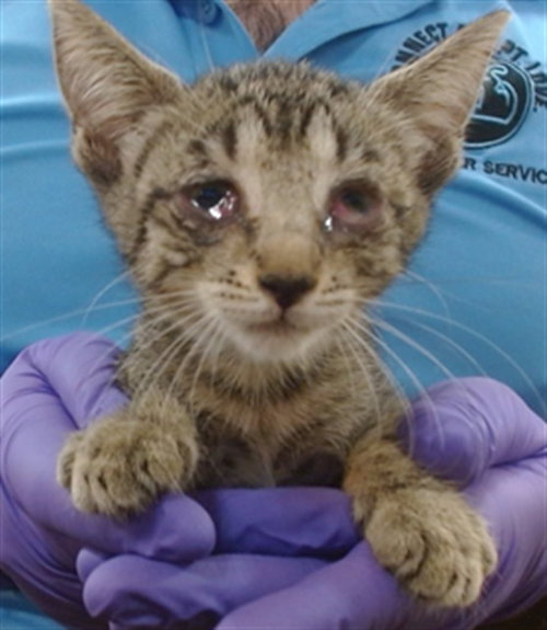 TAKOYAKI, a cat for adoption from Miami Dade Animal Services