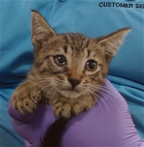 DORAYAKI, a cat for adoption from Miami Dade Animal Services