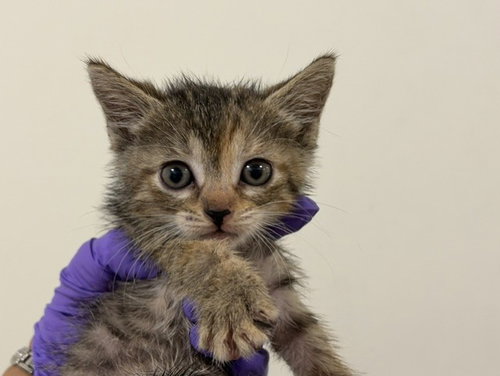 CAKE, a cat for adoption from Miami Dade Animal Services