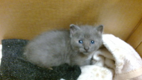 BLU, a cat for adoption from Miami Dade Animal Services