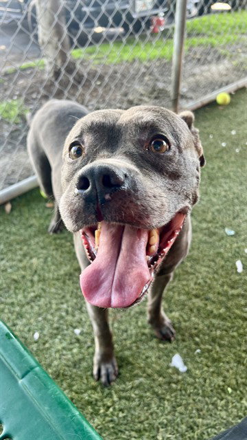 MARK, a dog for adoption from Miami Dade Animal Services