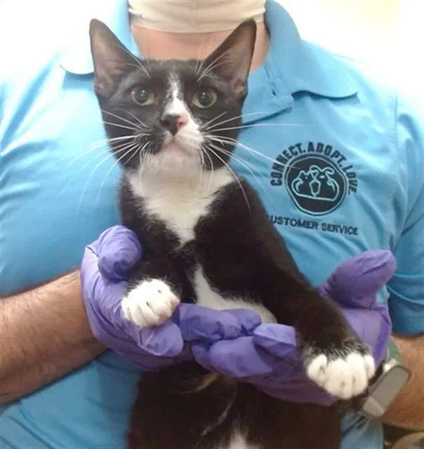 Ube - Domestic Short Hair