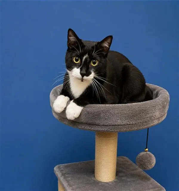 Liir - Domestic Short Hair