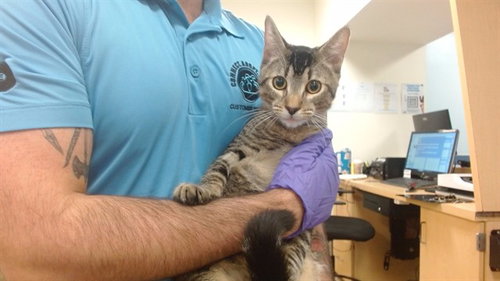 KIKO, a cat for adoption from Miami Dade Animal Services