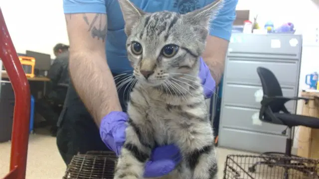 Milo - Domestic Short Hair