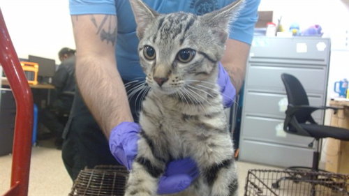 MILO, a cat for adoption from Miami Dade Animal Services