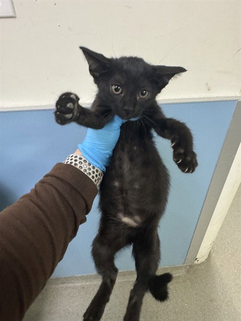 SKY, a cat for adoption from Miami Dade Animal Services