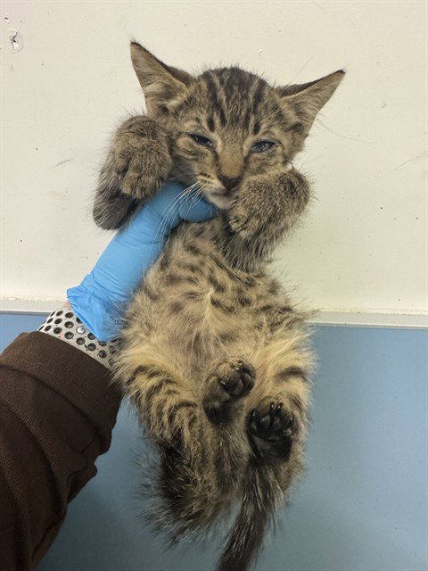 BROOK, a cat for adoption from Miami Dade Animal Services