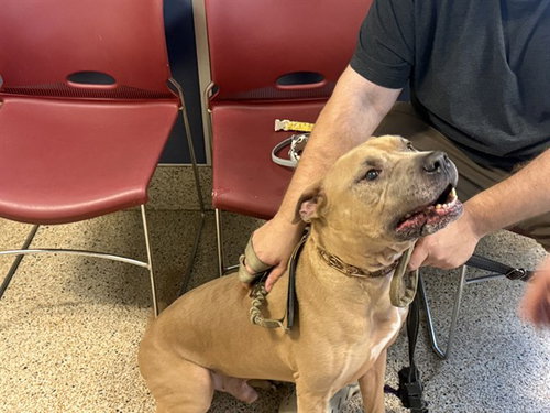 RAMBO, a dog for adoption from Miami Dade Animal Services