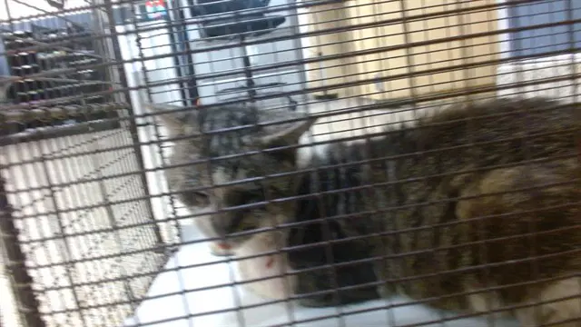 Joey - Domestic Short Hair
